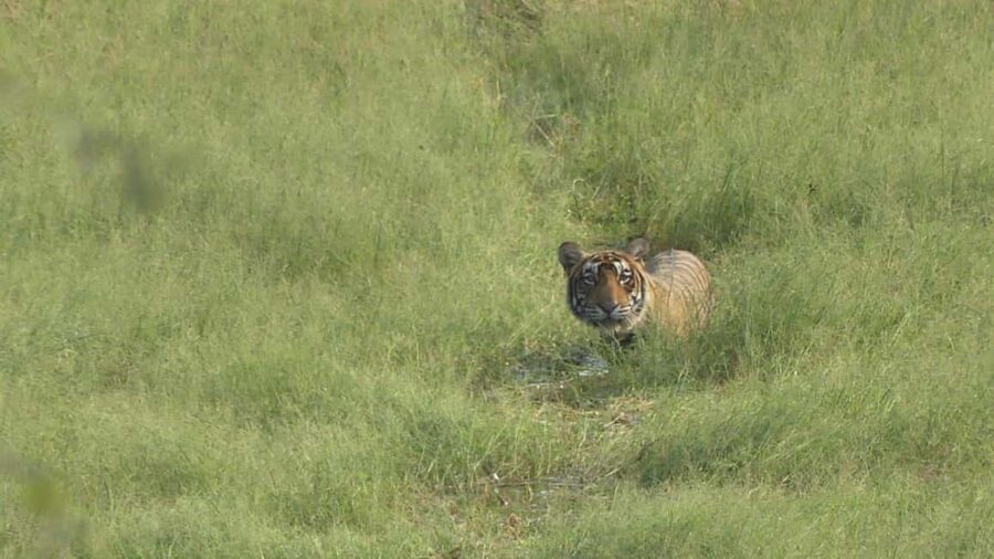 From Jaipur: Sariska National Park Day trip with Safari - Jaipur to Sariska: the Aravalli road trip that sets expectations
