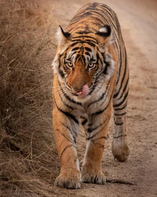 From Jaipur: Sariska National Park Day trip with Safari - The 3.5-hour safari: how the guided session actually plays out