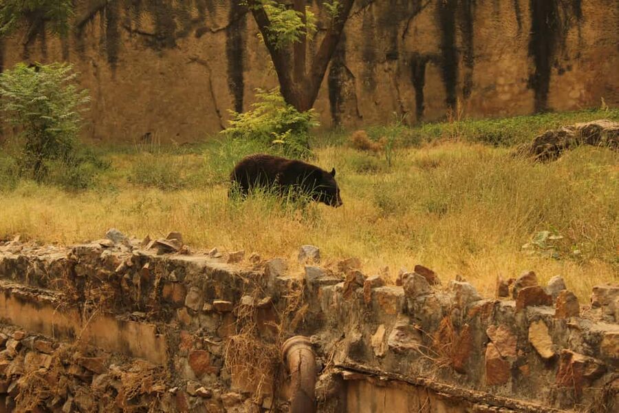 From Jaipur: Sariska National Park Day trip with Safari - What’s included, what you pay extra for, and why $82 can make sense