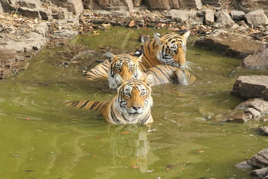 From Jaipur: Sariska National Park Day trip with Safari - Who this Sariska day trip is best for