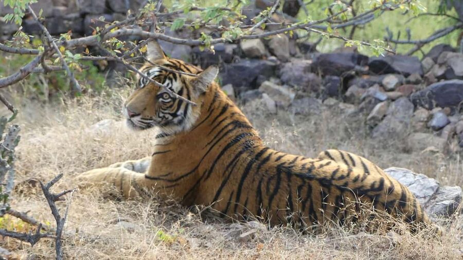 From Jaipur: Sariska National Park Day trip with Safari - Choosing your ride: 6-seat jeep comfort vs shared canter energy