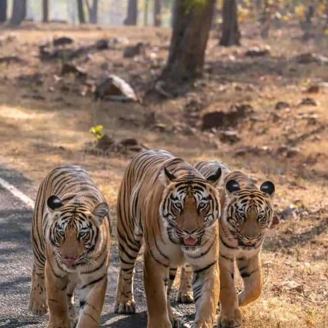 From Ranthambore: Official Tiger Safari in Canter With Guide - Key Things to Know Before You Go