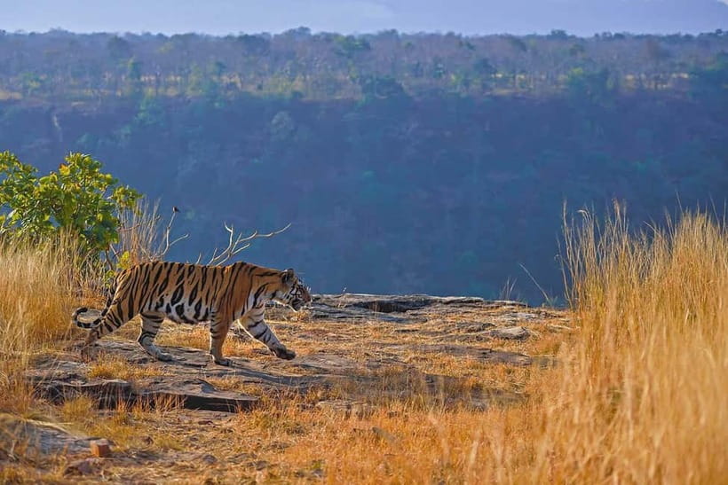From Ranthambore: Official Tiger Safari in Canter With Guide - How the 20-Seater Canter Safari Works in Ranthambore