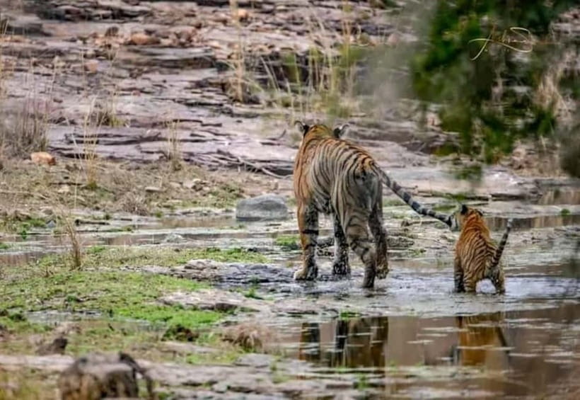 From Ranthambore: Official Tiger Safari in Canter With Guide - Ranthambore Zones Explained: Why 1 to 5 Get the Best Buzz
