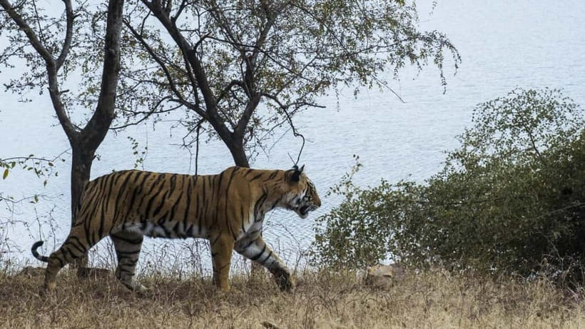 From Ranthambore: Official Tiger Safari in Canter With Guide - Wildlife Viewing: Tigers, Leopards, Sloth Bears, and the Birds