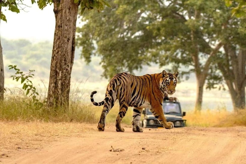 From Ranthambore: Official Tiger Safari in Canter With Guide - Packing Smart: What to Bring for a 3-Hour Wildlife Drive