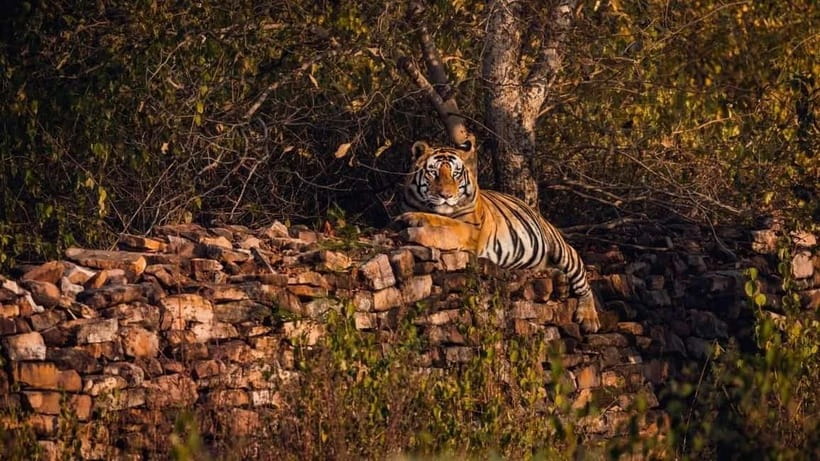 From Ranthambore: Official Tiger Safari in Canter With Guide - Price and Value: What $27 Gets You (and What It Does Not)