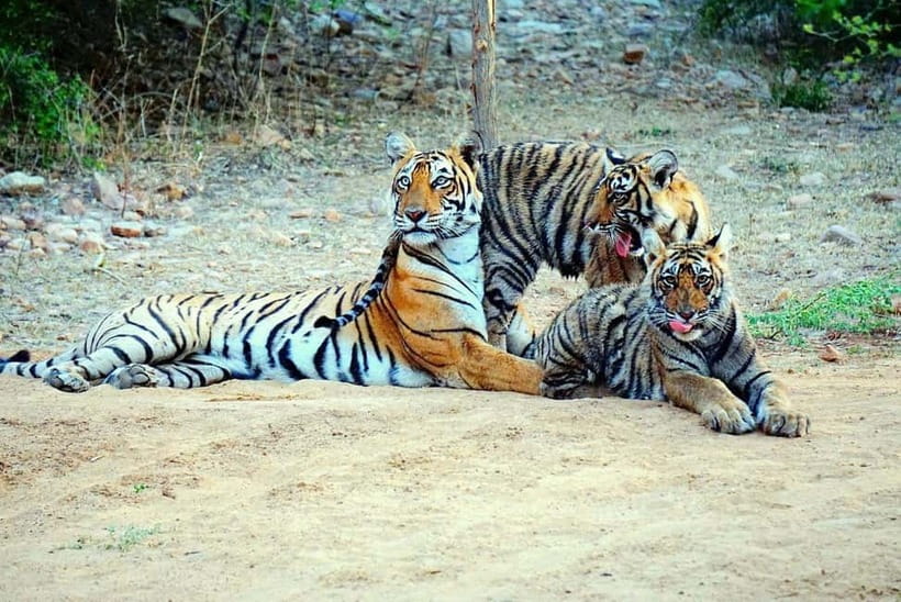 From Ranthambore: Official Tiger Safari in Canter With Guide - Who Should Book This Safari, and Who Might Skip It