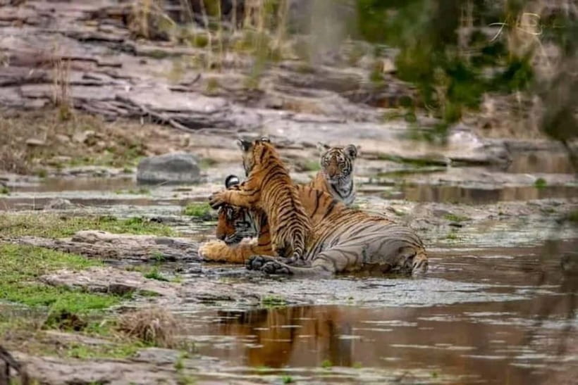 From Ranthambore: Official Tiger Safari in Canter With Guide - Ganesh Dham Circle Meet Point and What the 3 Hours Feel Like
