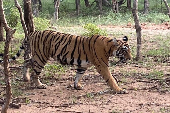Full-Day Trip to Ranthambore National Park from Jaipur - The Long Jaipur to Ranthambore Drive, Without the Pain