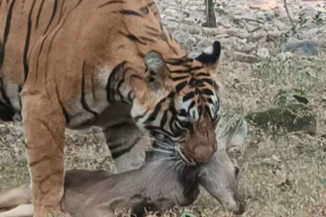 Full-Day Trip to Ranthambore National Park from Jaipur - Your Morning Start: Pickup, Water, and a Quick Treat