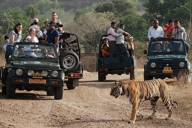 Full-Day Trip to Ranthambore National Park from Jaipur - Private Vehicle Comfort and Real Driver Value