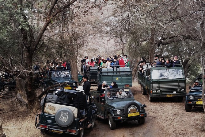 Full Day trip to Ranthambore tiger reserve from Jaipur Hotels - The early 3:00 AM start, and why it works for Ranthambore