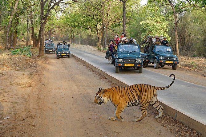 Full Day trip to Ranthambore tiger reserve from Jaipur Hotels - From Jaipur to Ranthambore, private transport that keeps you relaxed