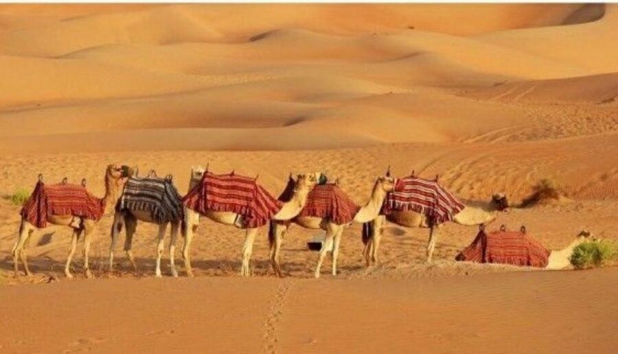 Fullday pushkar tour from jaipur with guid+camel/jeep safari - Should You Book This Pushkar Tour From Jaipur?