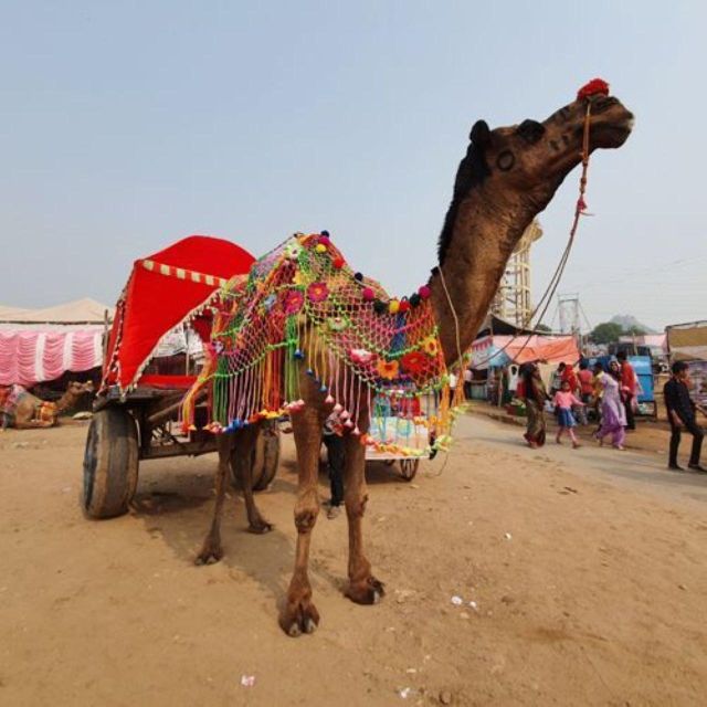Fullday pushkar tour from jaipur with guid+camel/jeep safari - Dinner, Optional Royal Camp Stay, and the Return to Jaipur