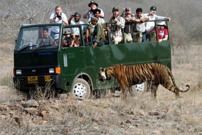 Golden Triangle & Ranthambore: 4-Day Private Tour from Delhi - Ranthambore safari day: how to think about tiger odds