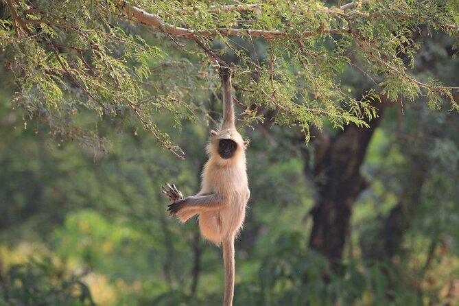 Golden Triangle & Ranthambore: 4-Day Private Tour from Delhi - Transport comfort, guides, and how the tour avoids common tour pain