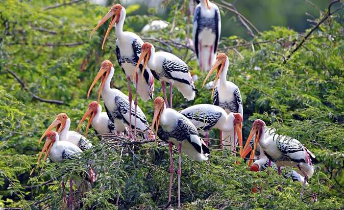 Guided Keoladeo Bird National Park Tour in Bharatpur from Jaipur - Keoladeo Bird National Park Tour from Jaipur: the quick take