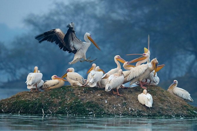 Guided Keoladeo Bird National Park Tour in Bharatpur from Jaipur - Price and value: is $108 a fair deal for this kind of day?