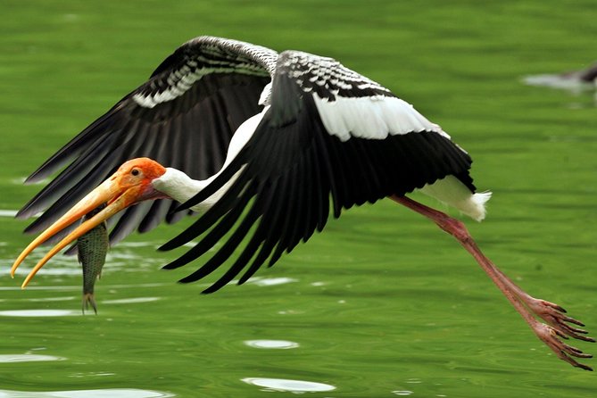 Guided Keoladeo Bird National Park Tour in Bharatpur from Jaipur - Rickshaw or cycle: choosing the right way to bird-watch