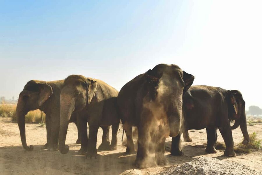 Jaipur: Elefantastic Elephant Sanctuary Tour - Key highlights worth your time