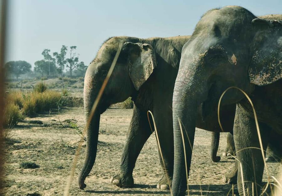 Jaipur: Elefantastic Elephant Sanctuary Tour - Price and value at about $71 per person in Jaipur