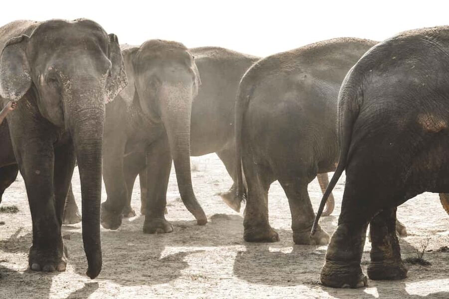 Jaipur: Elefantastic Elephant Sanctuary Tour - Entering Elefantastic: welfare, behaviour, and the “why” behind care