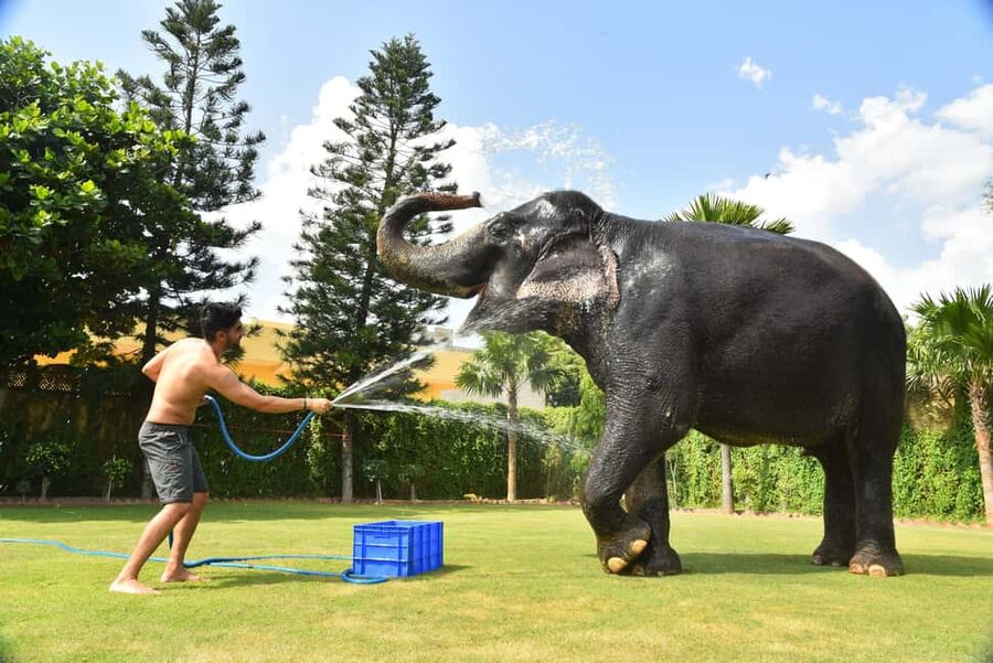Jaipur Elephant Experience: Bond, Connect, and Learn - Key things to know before you go