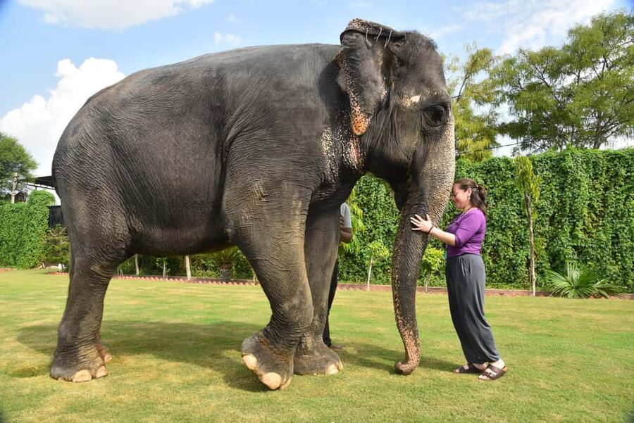 Jaipur Elephant Experience: Bond, Connect, and Learn - Why EleJungle in Amer feels like a real elephant day