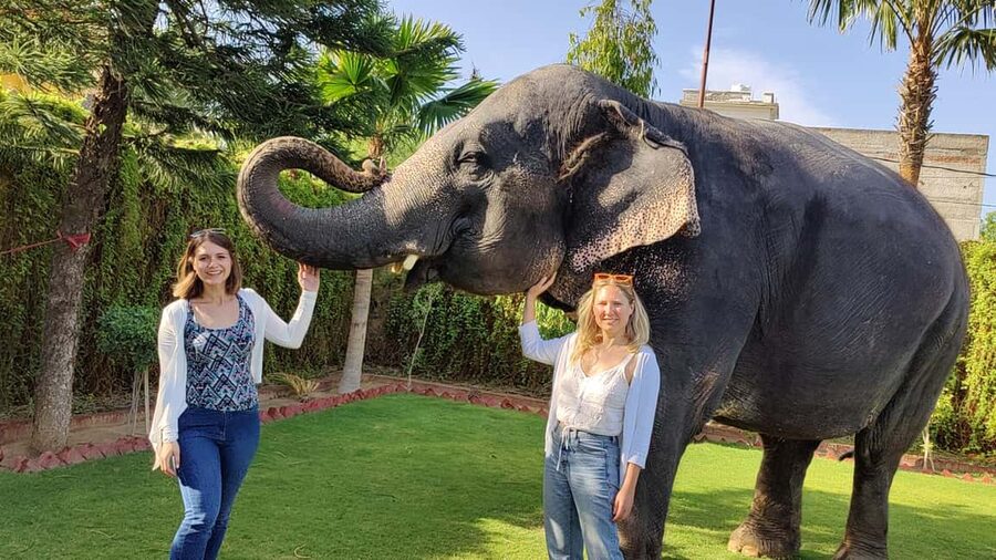 Jaipur Elephant Experience: Bond, Connect, and Learn - Walk with an elephant: guided, slow, and safety-first