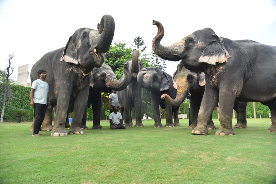 Jaipur Elephant Experience: Bond, Connect, and Learn - Meeting the elephants at EleJungle: briefing, behavior, and comfort
