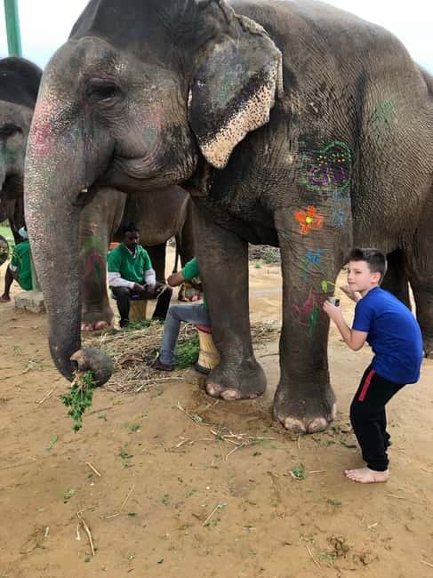 Jaipur: Elephant Interaction Tour - Key moments at this Jaipur Elephant Sanctuary Tour