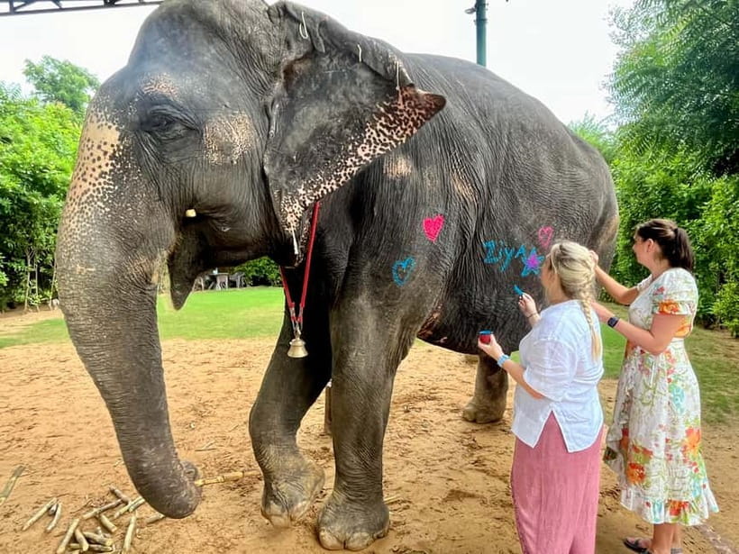 Jaipur: Elephant Interaction Tour - Elephant Washing and Shower, Followed by Safety Rules