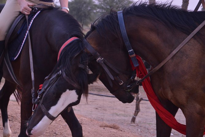 Jaipur Horse Riding Adventure - 6:30 am at Ramada: timing and the meeting point
