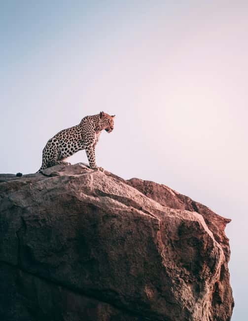 Jaipur: Jhalana Amagarh Leopard Reserve 4×4 Jeep Safari - Key things to know before you go