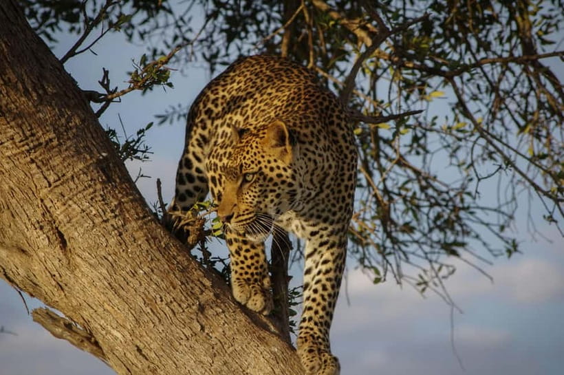 Jaipur: Jhalana Amagarh Leopard Reserve 4×4 Jeep Safari - Jhalana-Amagarh Leopard Reserve: the Aravali setting you came for