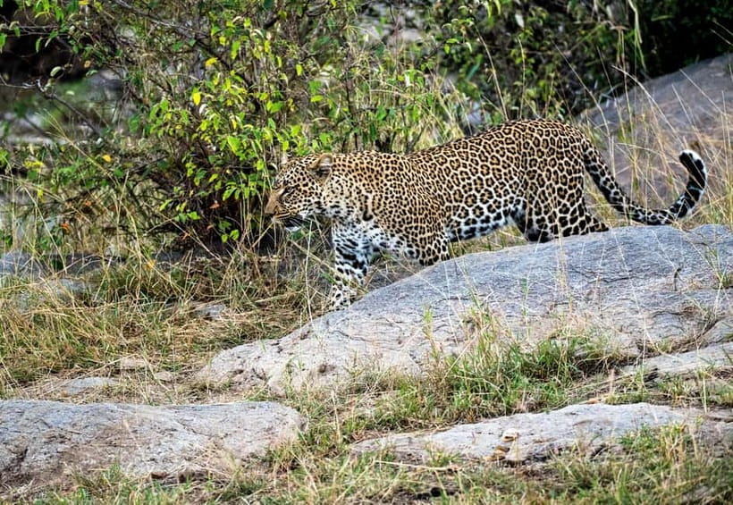 Jaipur: Jhalana Amagarh Leopard Reserve 4×4 Jeep Safari - The 4x4 jeep safari: what those 2:15 to 2:45 hours feel like