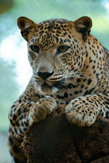 Jaipur: Jhalana Amagarh Leopard Reserve 4×4 Jeep Safari - Elephant village option: how to keep it from turning into a pricey detour