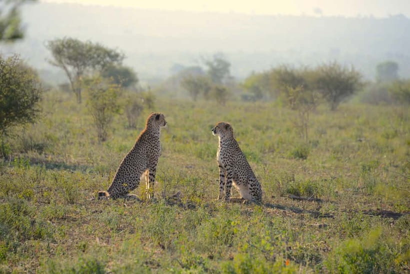 Jaipur: Jhalana Amagarh Leopard Reserve 4×4 Jeep Safari - Price and what $60 actually buys you