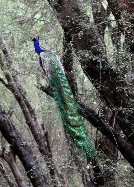 Jaipur: Jhalana Amagarh Leopard Safari Park Guided Tour - Key takeaways before you go
