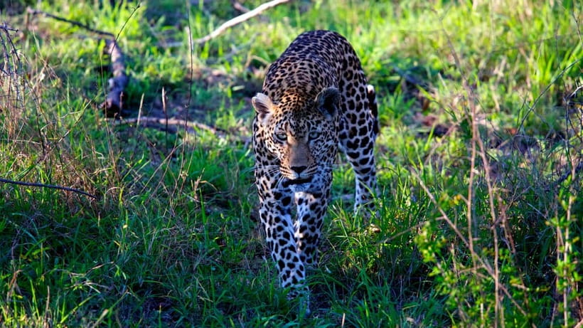 Jaipur: Jhalana Amagarh Leopard Safari Park Guided Tour - Jhalana Amagarh Leopard Safari, what the reserve experience is really like