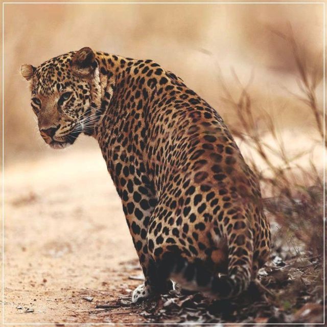Jaipur: Jhalana/Amagarh leopard safari private tour - Jhalana and Amagarh Safari Park, what you are really looking for