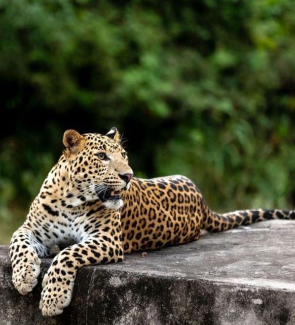 Jaipur: Jhalana/Amagarh leopard safari private tour - The 2.5-hour jeep safari, how it feels on the ground
