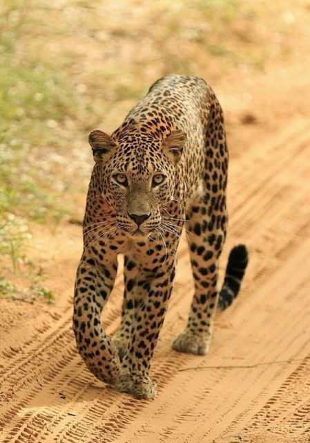 Jaipur: Jhalana/Amagarh leopard safari private tour - What is included, and what you pay for instead