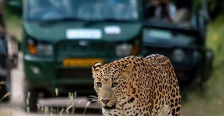 Jaipur: Jhalana/Amagarh leopard safari private tour - What you’ll notice during the jeep ride, including guide and logistics
