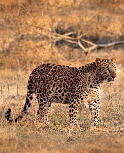 Jaipur: Jhalana/Amagarh leopard safari private tour - Getting from Jaipur to the park in comfort