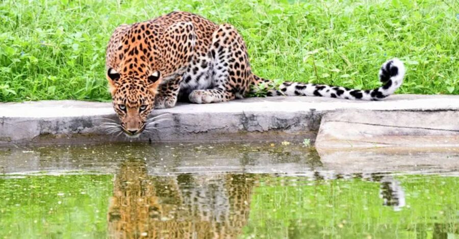 Jaipur: Jhalana/Amargarh Leopard Safari Private Tour - How the Jaipur Leopard Safari day really works