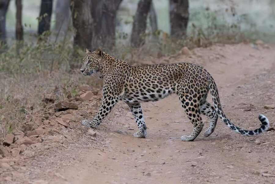 Jaipur: Jhalana/Amargarh Leopard Safari Private Tour - Private AC car plus a shared 4x4 Gypsy: the best of both worlds