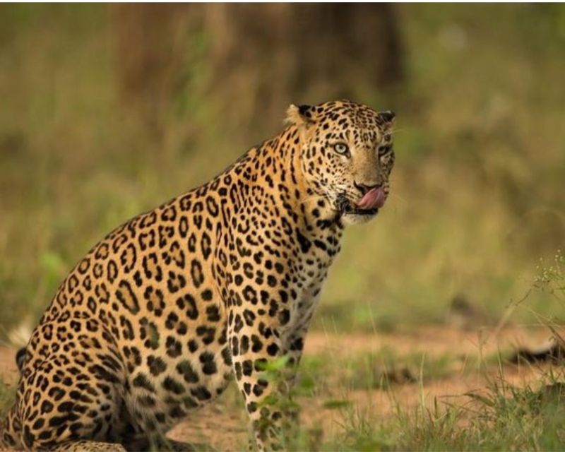 Jaipur: Jhalana/Amargarh Leopard Safari Private Tour - Timing matters more than you think